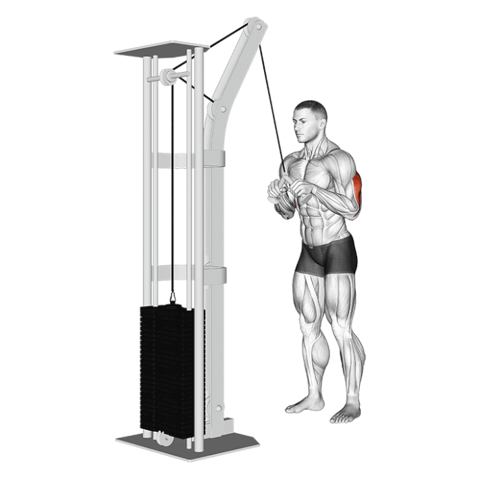 Extension triceps à la poulie