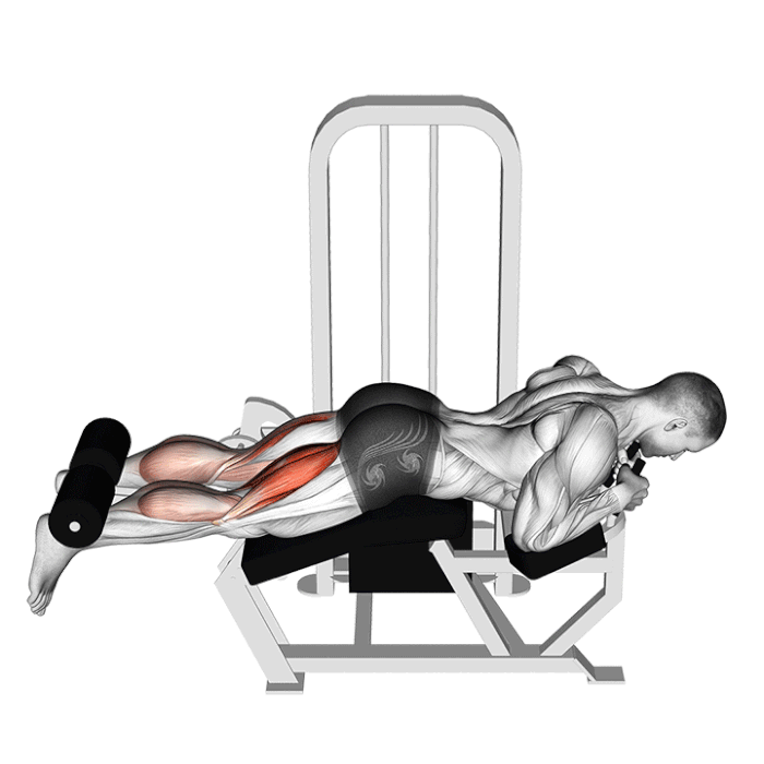Leg curl allongé sur machine